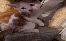 Mixed Breed cats for sale: 9 week old kittens - Image 9