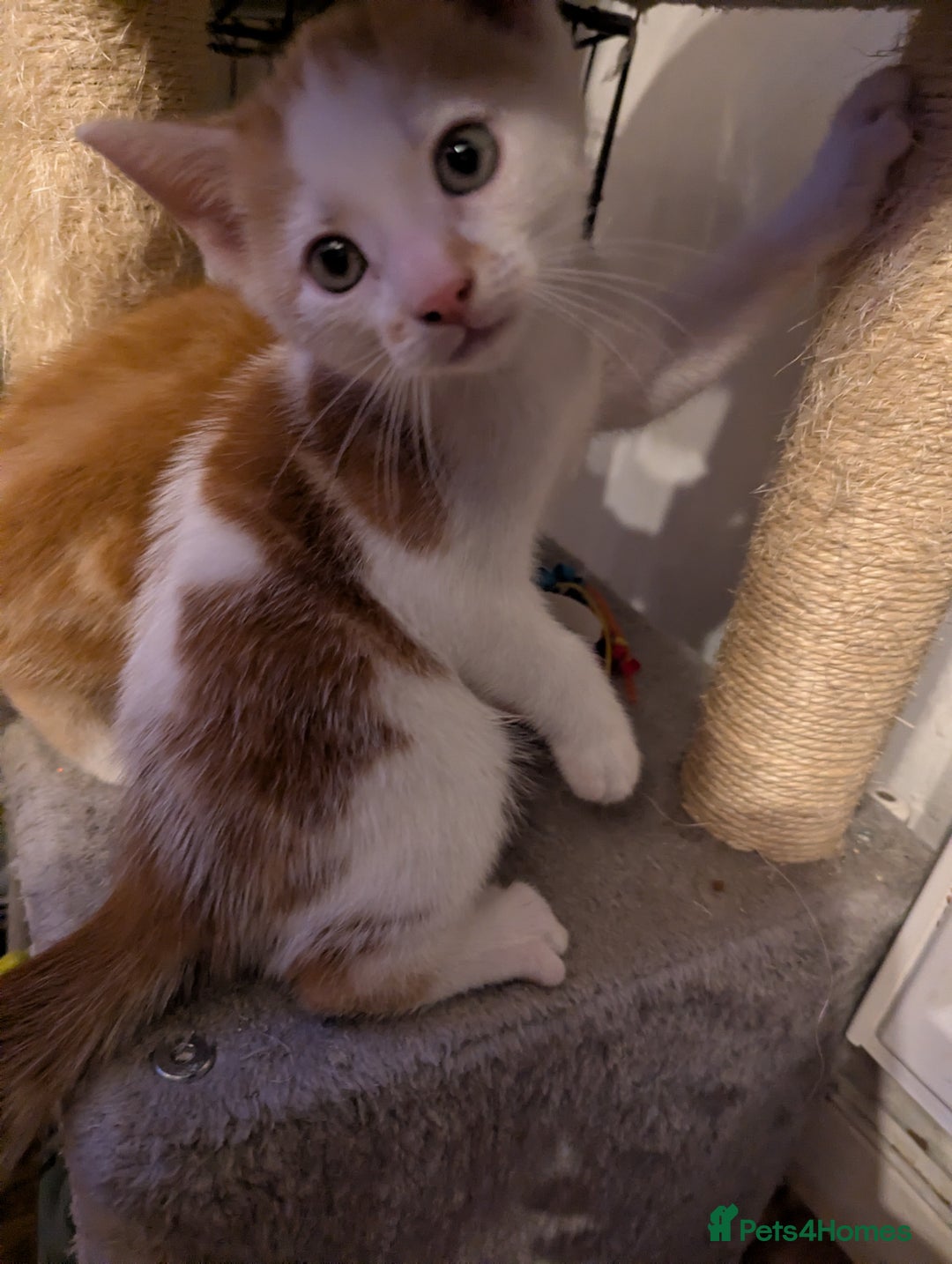 Mixed Breed cats for sale: 9 week old kittens - Image 9