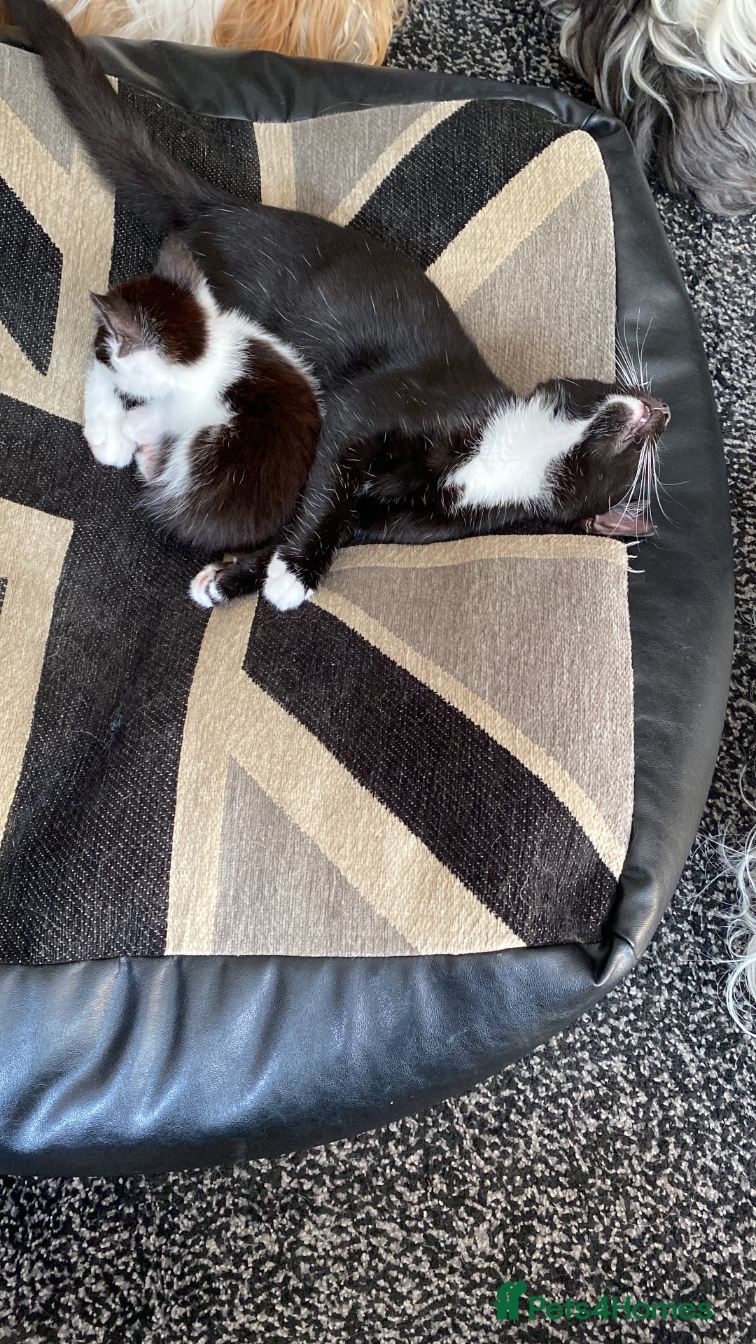 Domestic Shorthair cats for sale: 3 gorgeous kittens - Image 2
