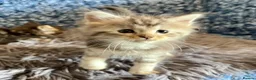 Maine Coon cats for sale: Pure Maine Coon Kittens - Advert 27