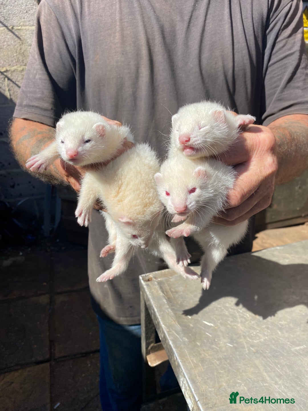 Ferret rodents for sale: Ferrets for sale  - Image 1