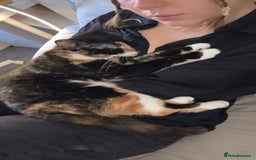 Mixed Breed cats for sale: Male and female neutered cat  - Image 9