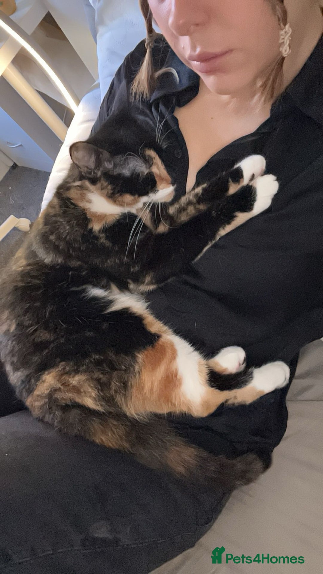 Mixed Breed cats for sale: Male and female neutered cat  - Image 9