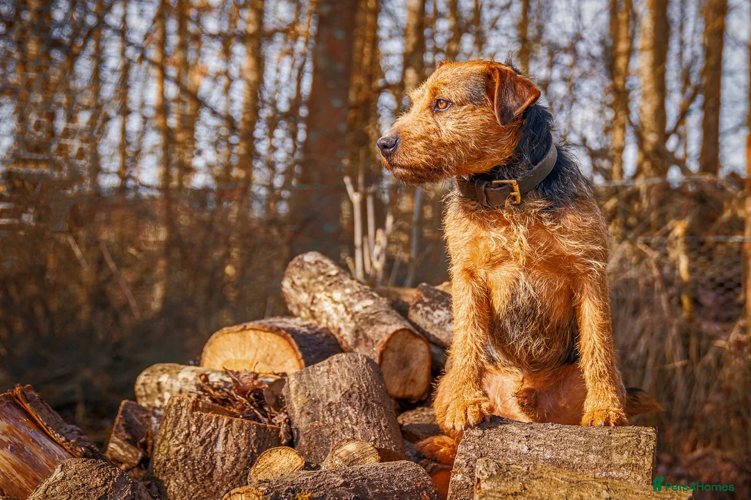 Lakeland Terrier dogs for stud: Lakeland terrier stud in Newark - Advert 3