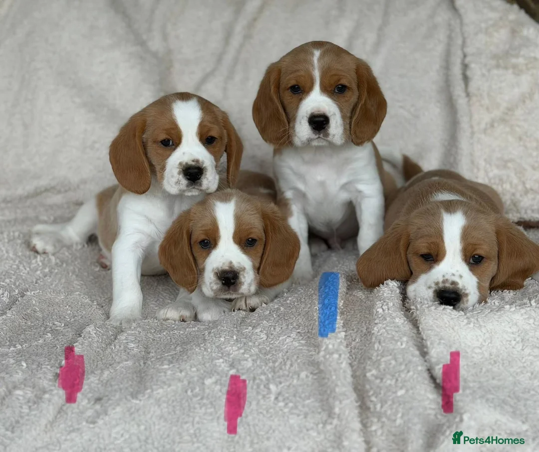Beaglier dogs for sale: Beagliers - Advert 1