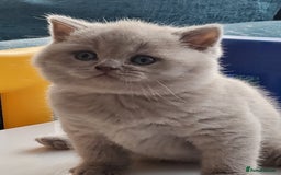 British Shorthair cats for sale: 🏅TOP Quality GCCF Reg British Shorthair Kittens🏆 - Image 8