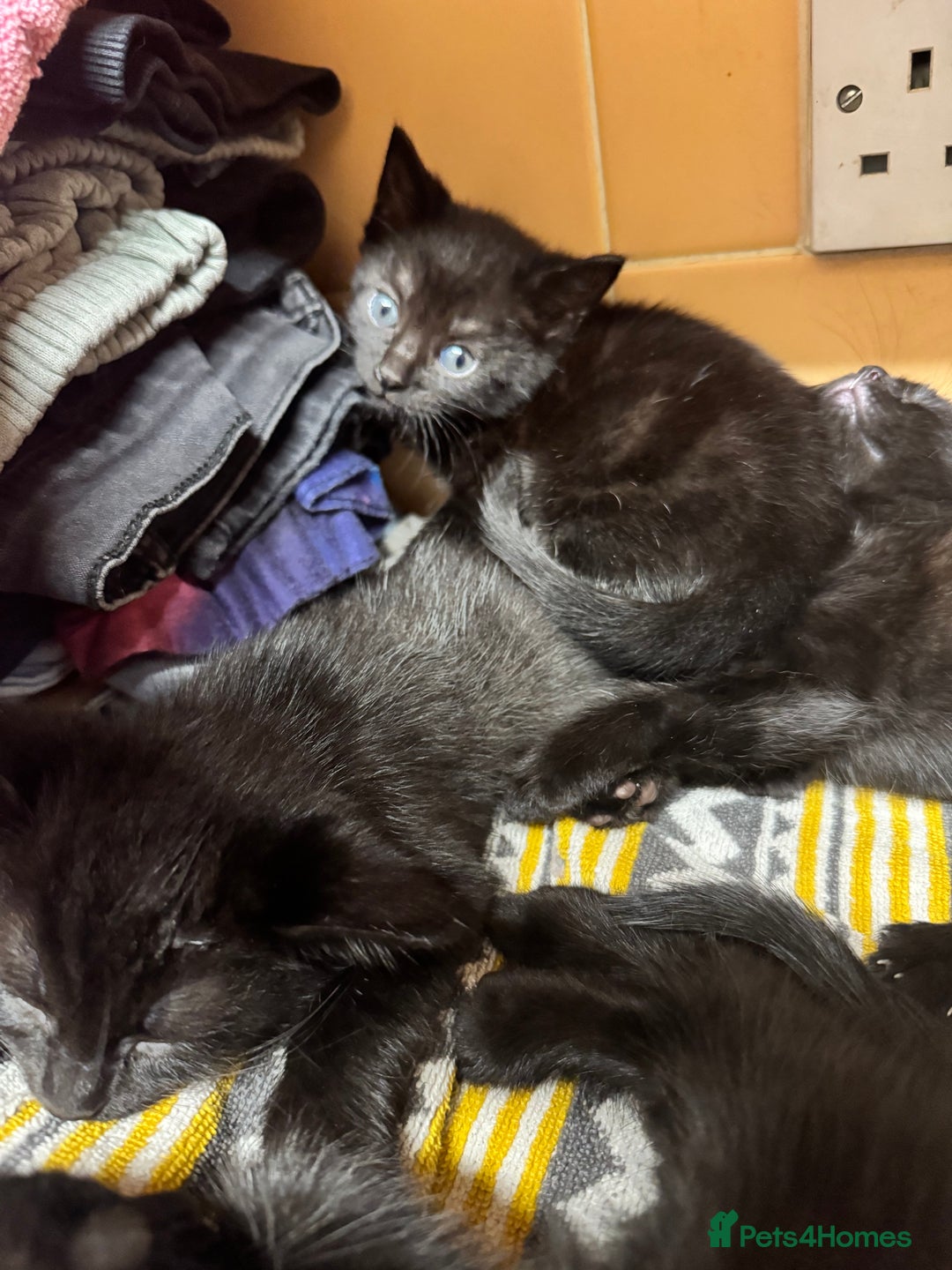 Bombay cats for sale: Bombay x birth shorthair - Image 5