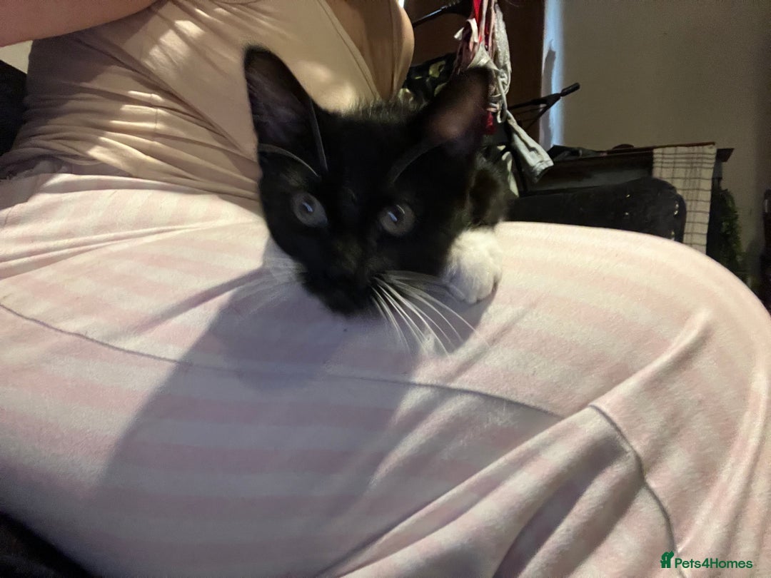 Maine Coon cats for sale: ! 12 week kitten for sale!  - Advert 4