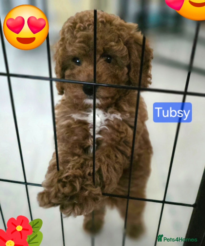 Cavapoo dogs One Toy Cavapoo's Left - Both Girls - Advert 1