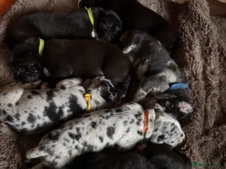 Great Dane dogs KC registered Great Dane pups - Advert 3