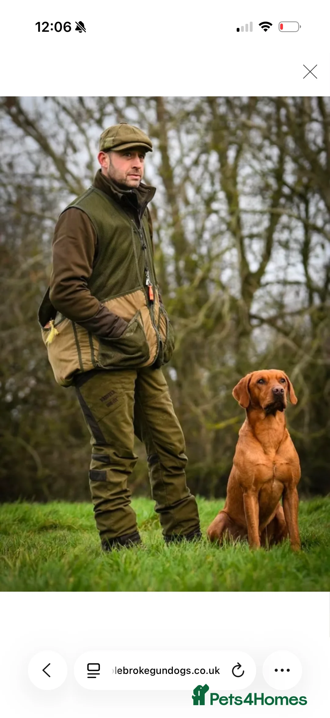 Labrador Retriever dogs for sale: Labrador retriever working line  - Advert 3