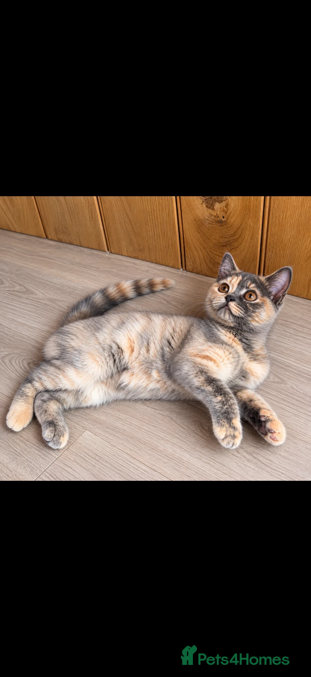 British Shorthair cats for sale: Beautiful British Shorthair Girl - Advert 6