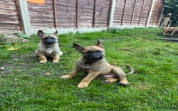 Belgian Shepherd Dog dogs for sale: Top working line puppies  - Image 32