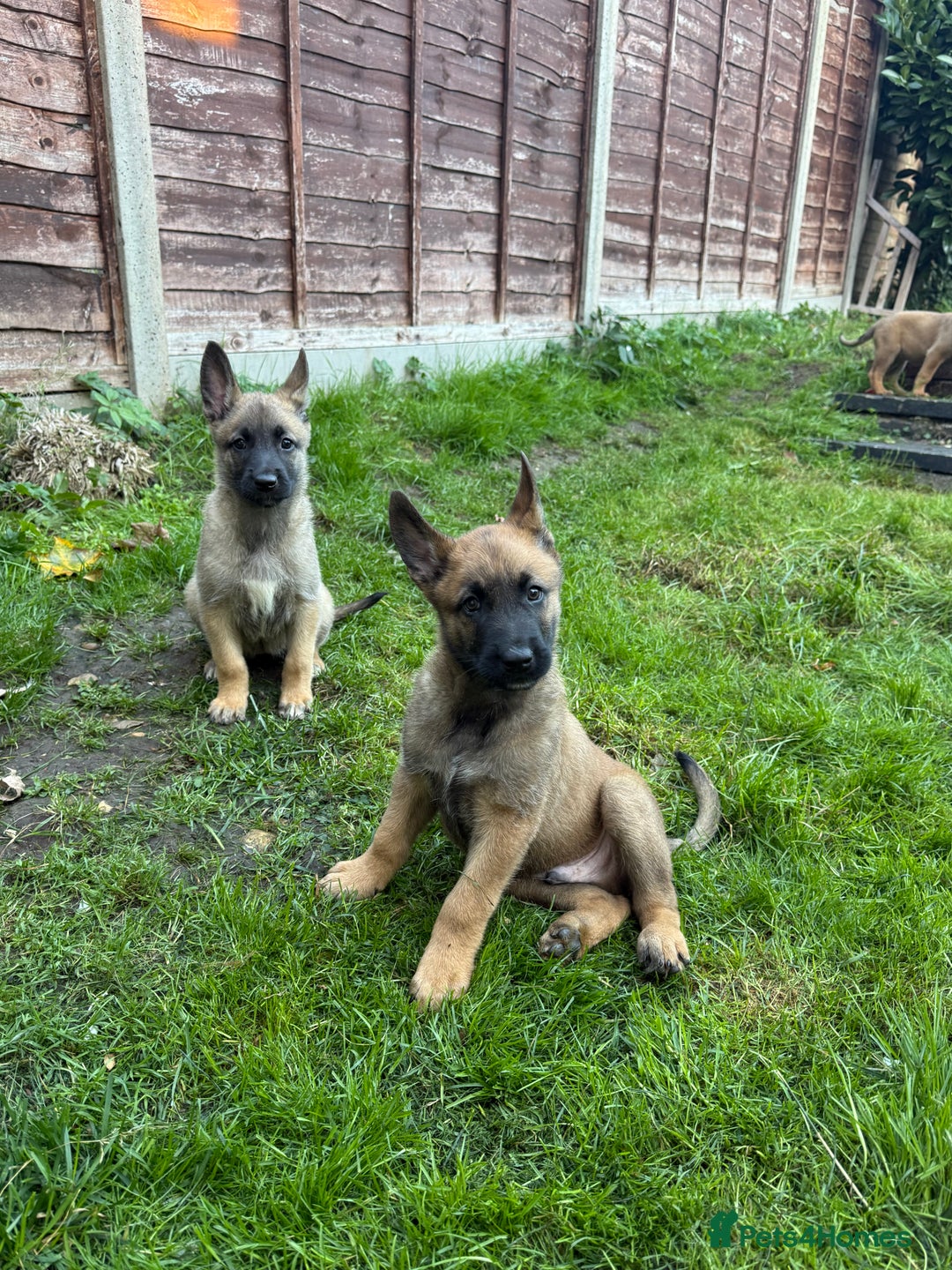 Belgian Shepherd Dog dogs for sale: Top working line puppies  - Image 32