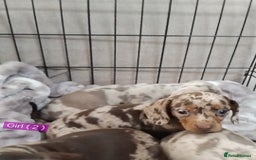 Miniature Dachshund dogs for sale: KC, PRA, STUNNING LITTER MIN,DASH😍 - Image 13