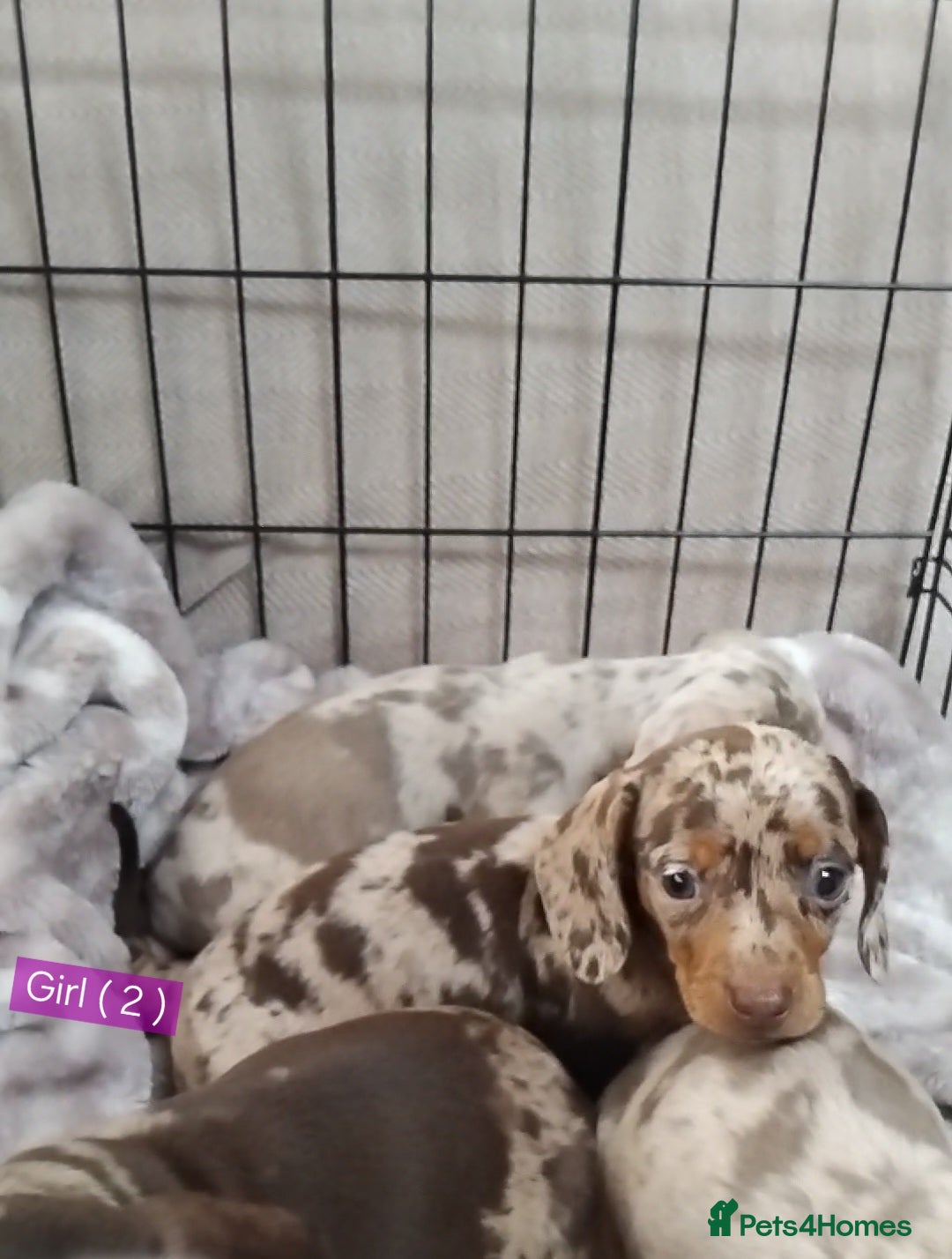 Miniature Dachshund dogs for sale: KC, PRA, STUNNING LITTER MIN,DASH😍 - Image 13