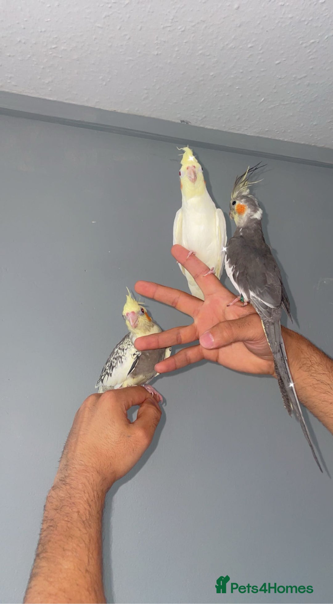 Cockatiels birds for sale: Cockatiels  - Advert 1