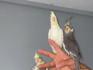 Cockatiels birds Cockatiels - Advert 6