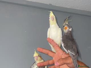 Cockatiels birds Cockatiels - Advert 18