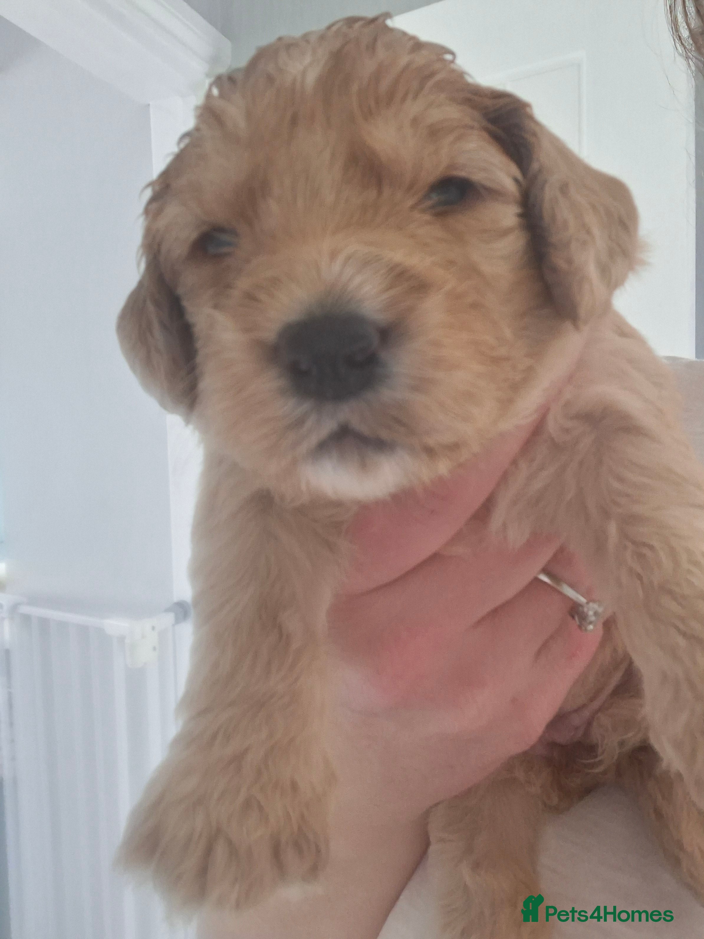 Cockapoo dogs 1 girl remaining - Advert 2