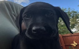 Labrador Retriever dogs for sale: Beautiful lab female puppy  - Image 5