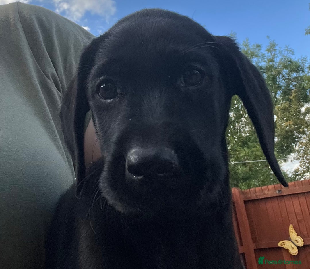 Labrador Retriever dogs for sale: Beautiful lab female puppy  - Image 5