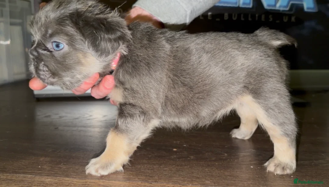 French Bulldog dogs for sale: Top quality fluffy Frenchbulldogs - Advert 32