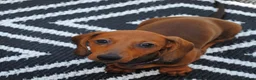 Dachshund dogs for sale: Standard dachshund  - Advert 4