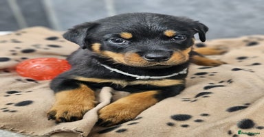 Rottweiler dogs - Advert 5