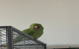 Parakeets birds for sale: Indian ring neck - Image 1
