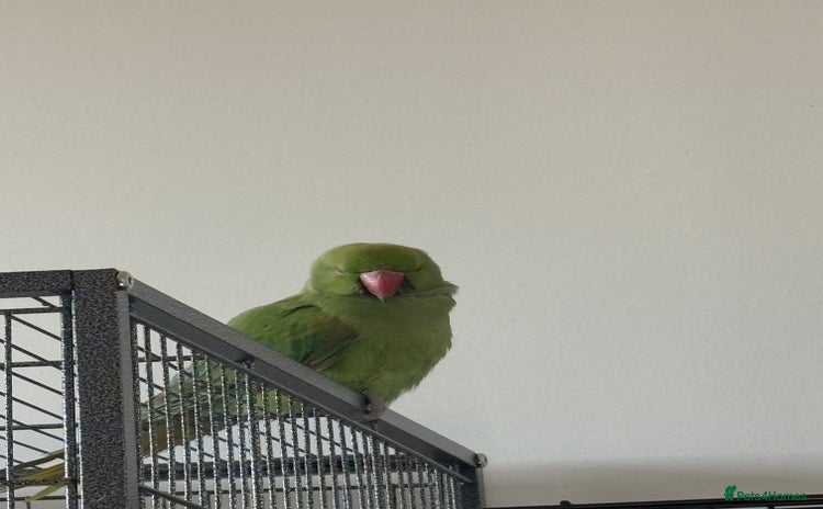 Parakeets birds - Advert 2