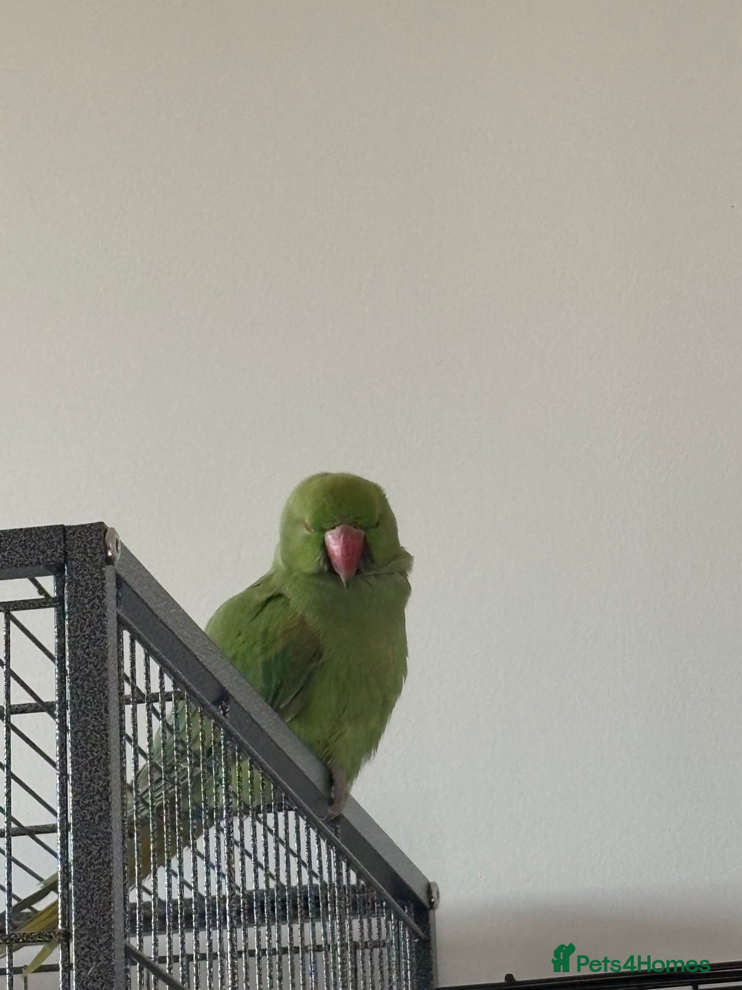 Parakeets birds for sale: Indian ring neck - Image 1