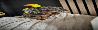 Miniature Dachshund 3