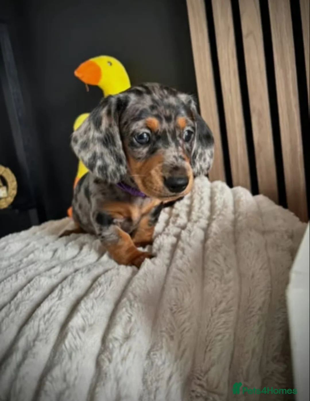 Miniature Dachshund dogs for sale: Beautiful puppies  in Manchester - Advert 2