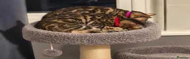 Bengal 3