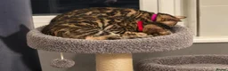 Bengal cats for sale: Prince and princesses seeking human slaves - Advert 18