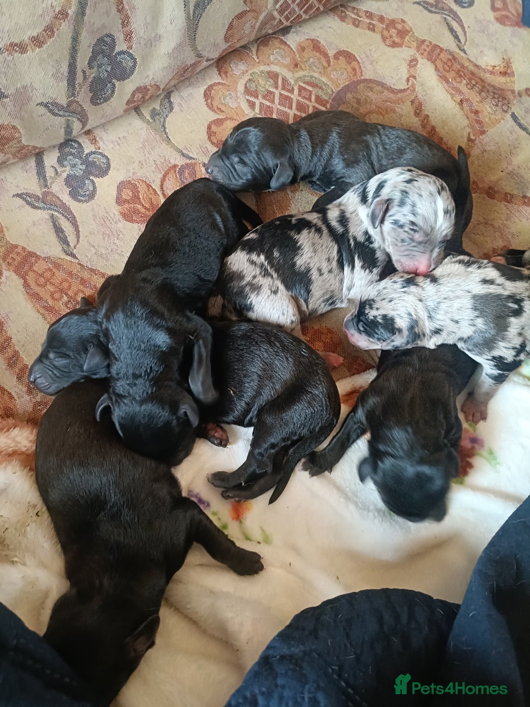 Mixed Breed dogs for sale: Whippet x f2 Labradoodle - Advert 6