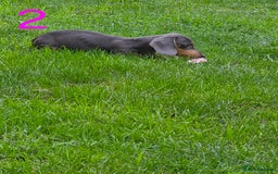 Miniature Dachshund dogs for sale: Miniture dachshunds  - Image 1