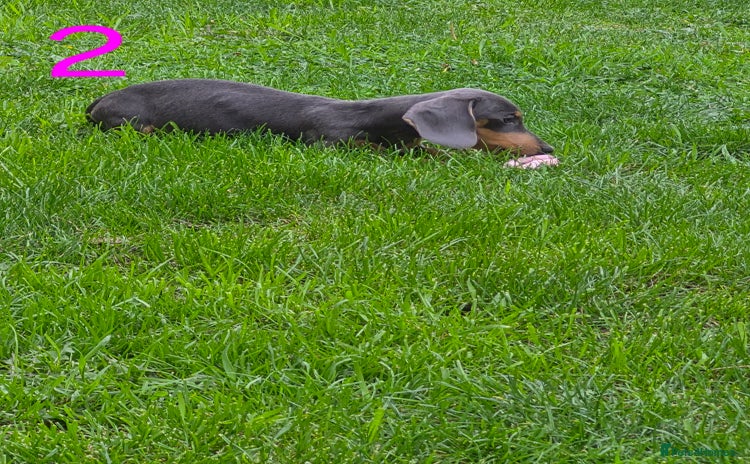 Miniature Dachshund dogs - Advert 1