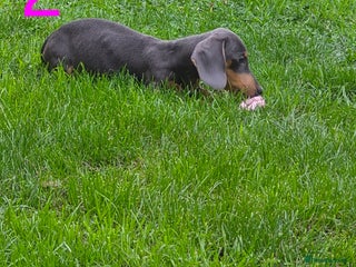Miniature Dachshund dogs - Advert 14