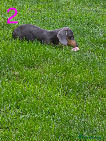 Miniature Dachshund dogs - Advert 1