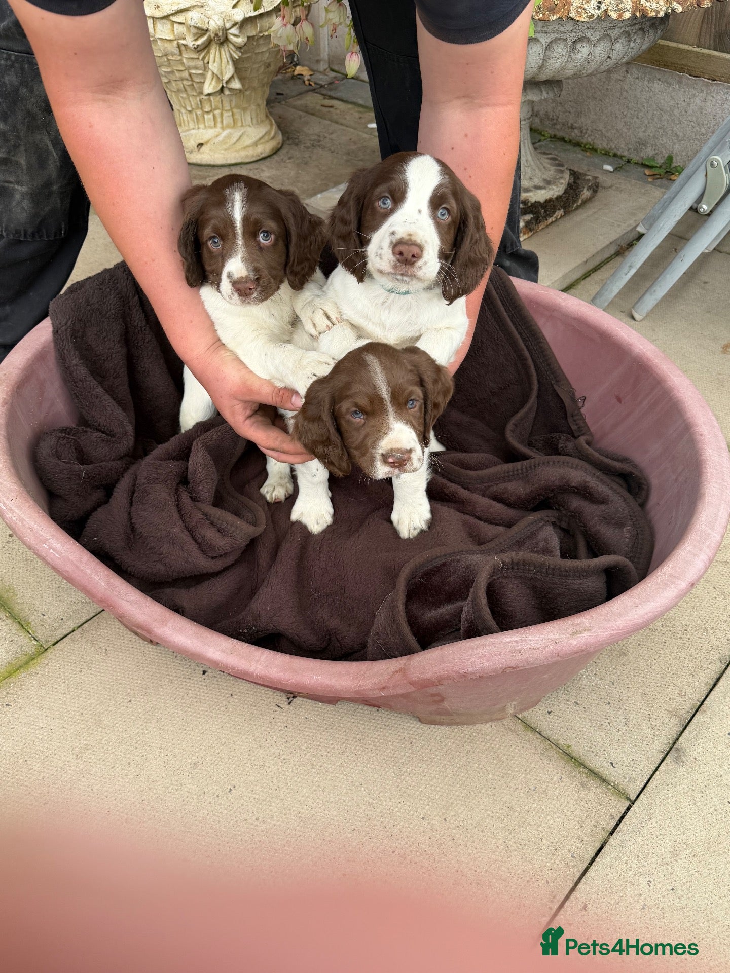 English Springer Spaniel dogs English springer spaniel puppies  - Advert 1