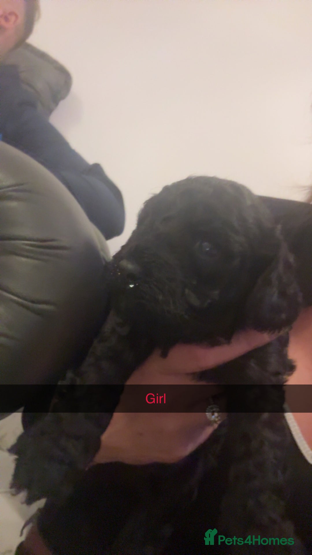 Cockapoo dogs for sale: Beautiful cockapoo puppies for sale - Advert 7