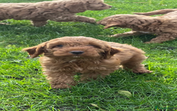 Cockapoo dogs for sale: Red Cockapoo puppies for sale - Image 2