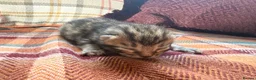Mixed Breed cats for sale: Beautiful British Shorthaired Cross Kittens - Advert 29
