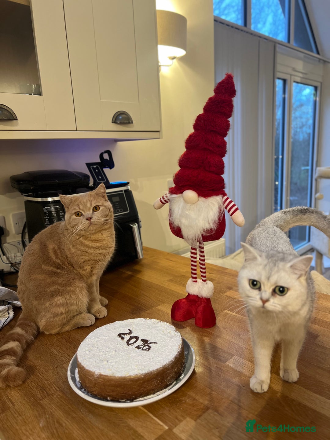 British Shorthair cats for sale: Chunky British Shorthair Kittens - Advert 2