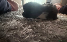 British Longhair cats for sale: X5 ragdoll crossbreed kitten polydactyl  - Advert 6