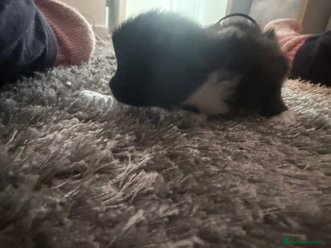 British Longhair cats for sale: X5 ragdoll crossbreed kitten polydactyl  - Advert 6