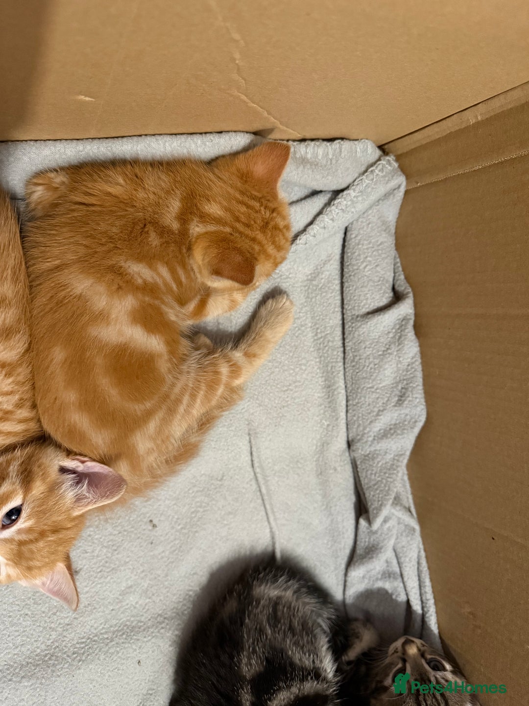 British Shorthair cats for sale: Gorgeous kittens  - Advert 29