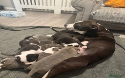 Staffordshire Bull Terrier dogs for sale: Chunky Staffordshire bull terrier puppies for sale - Image 13